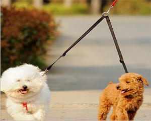 dog leash